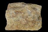 Permian Amphibian Fossil Bone - Texas #153736-1